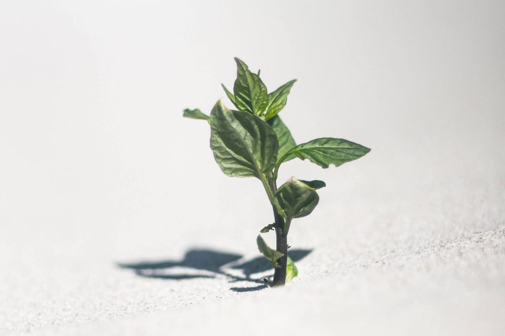 A single seedling growing out of pale sand