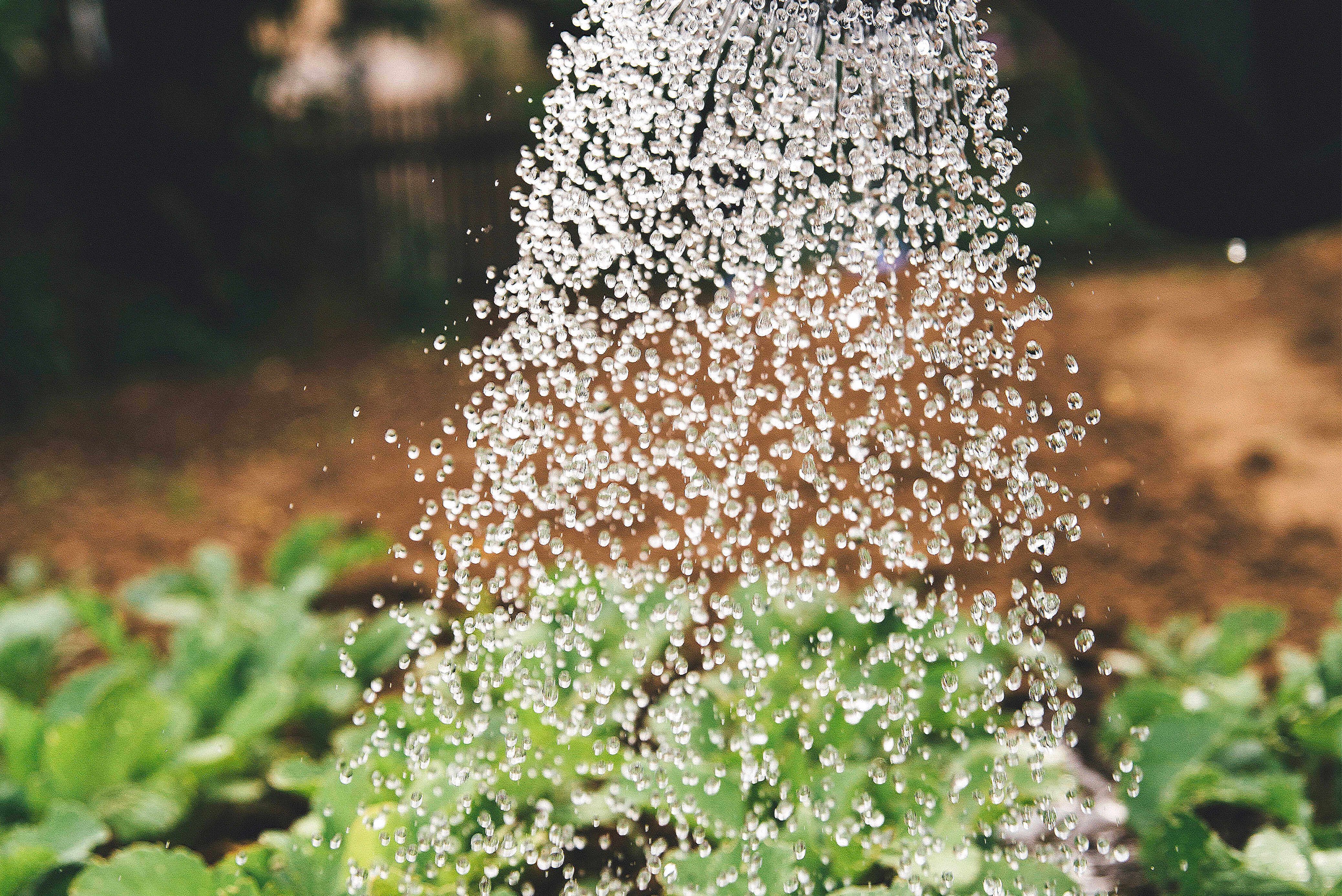 Water from a watering can falling on young leafy plants