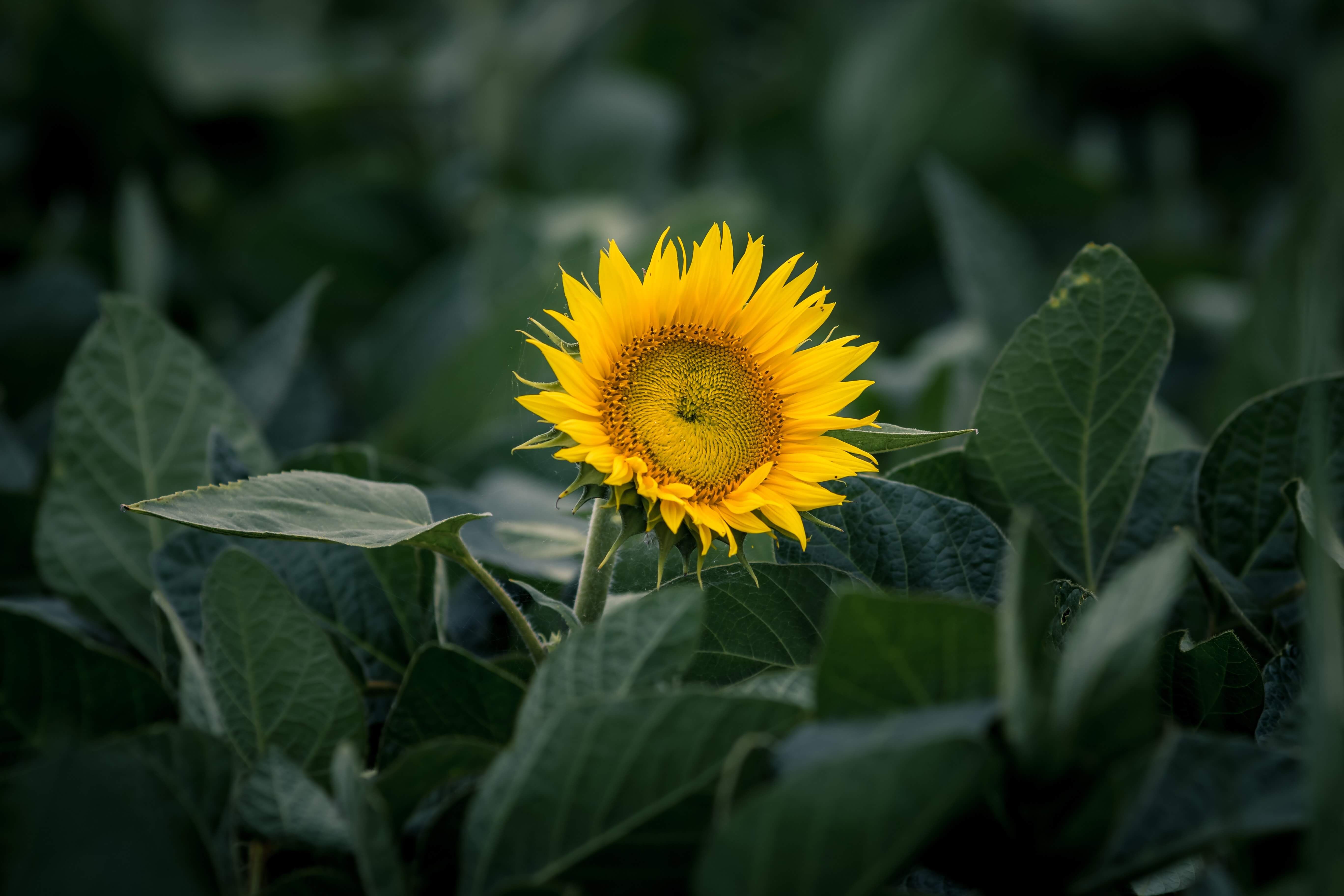 A sunflower in bloom standing above a field of dark green leaves