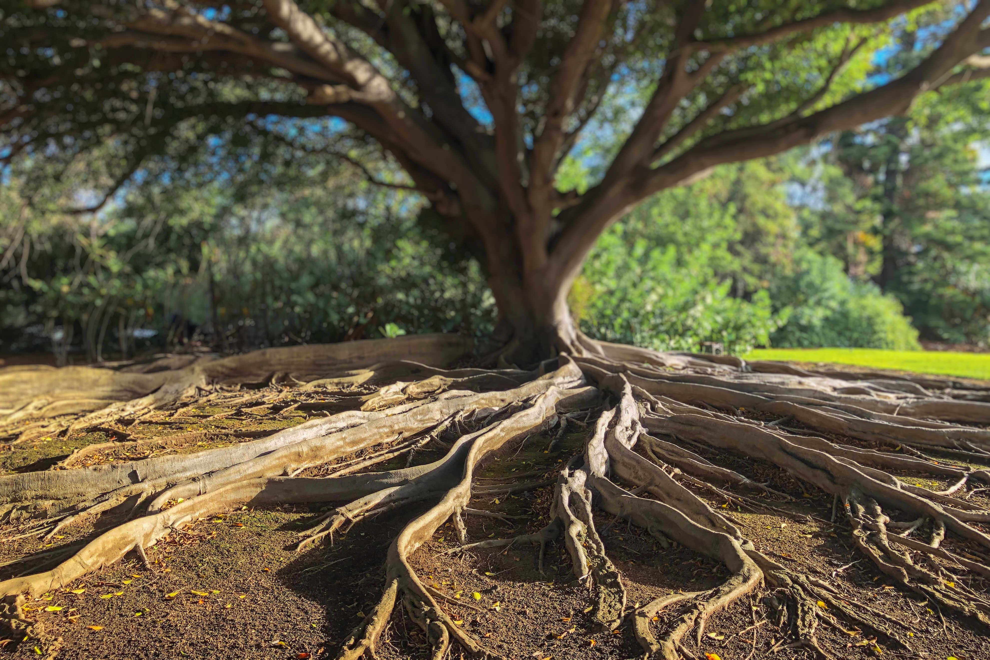 A large tree with a wide network of roots spreading across the ground