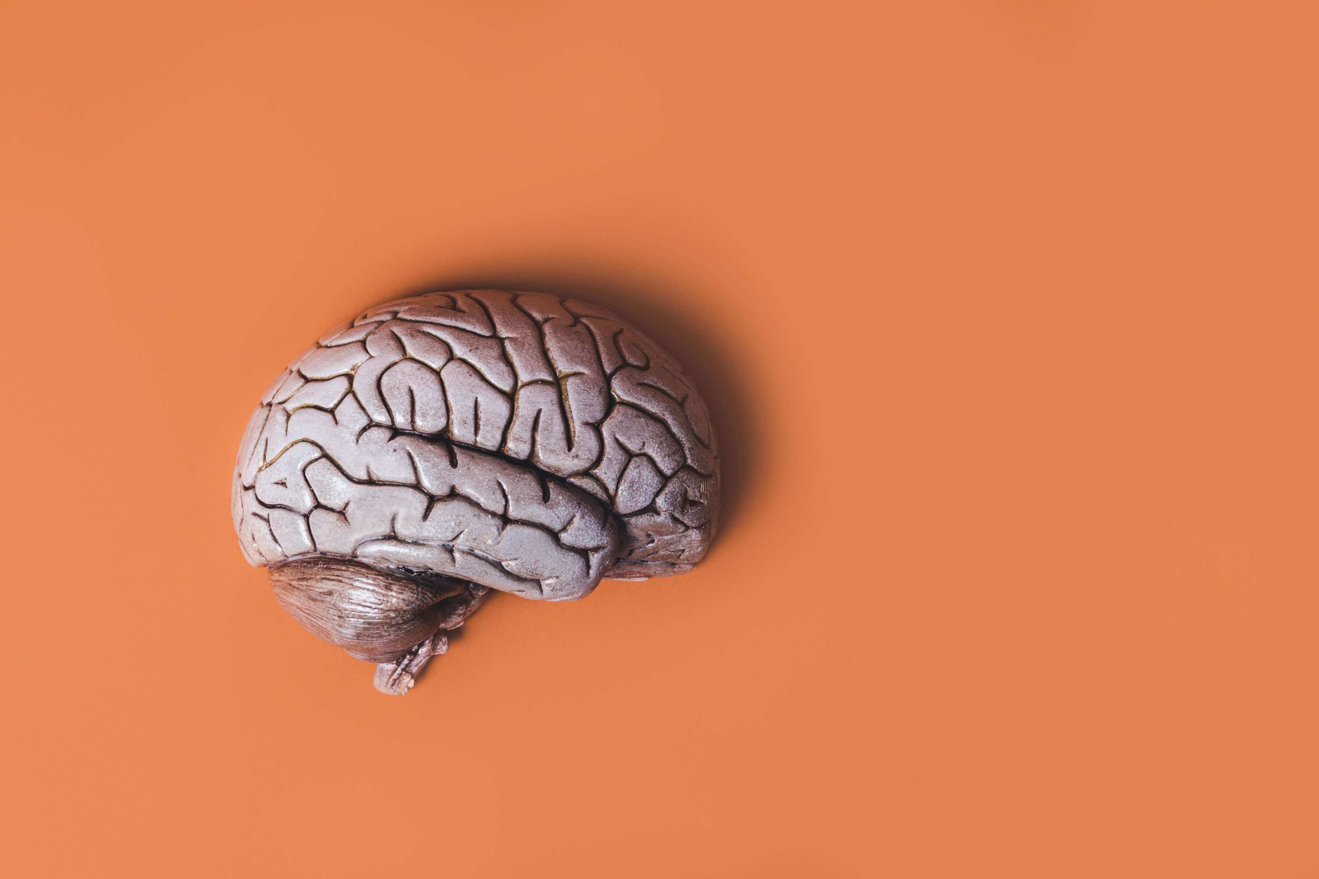 An image of a brain on an orange background